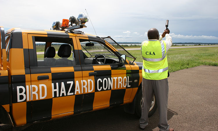 Bird-Hazard-and-Wildlife-Control-at-Entebbe-International-Airport